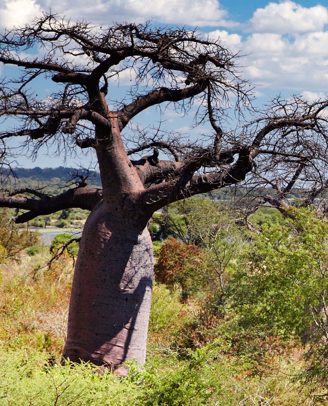 Botswana I En Glans