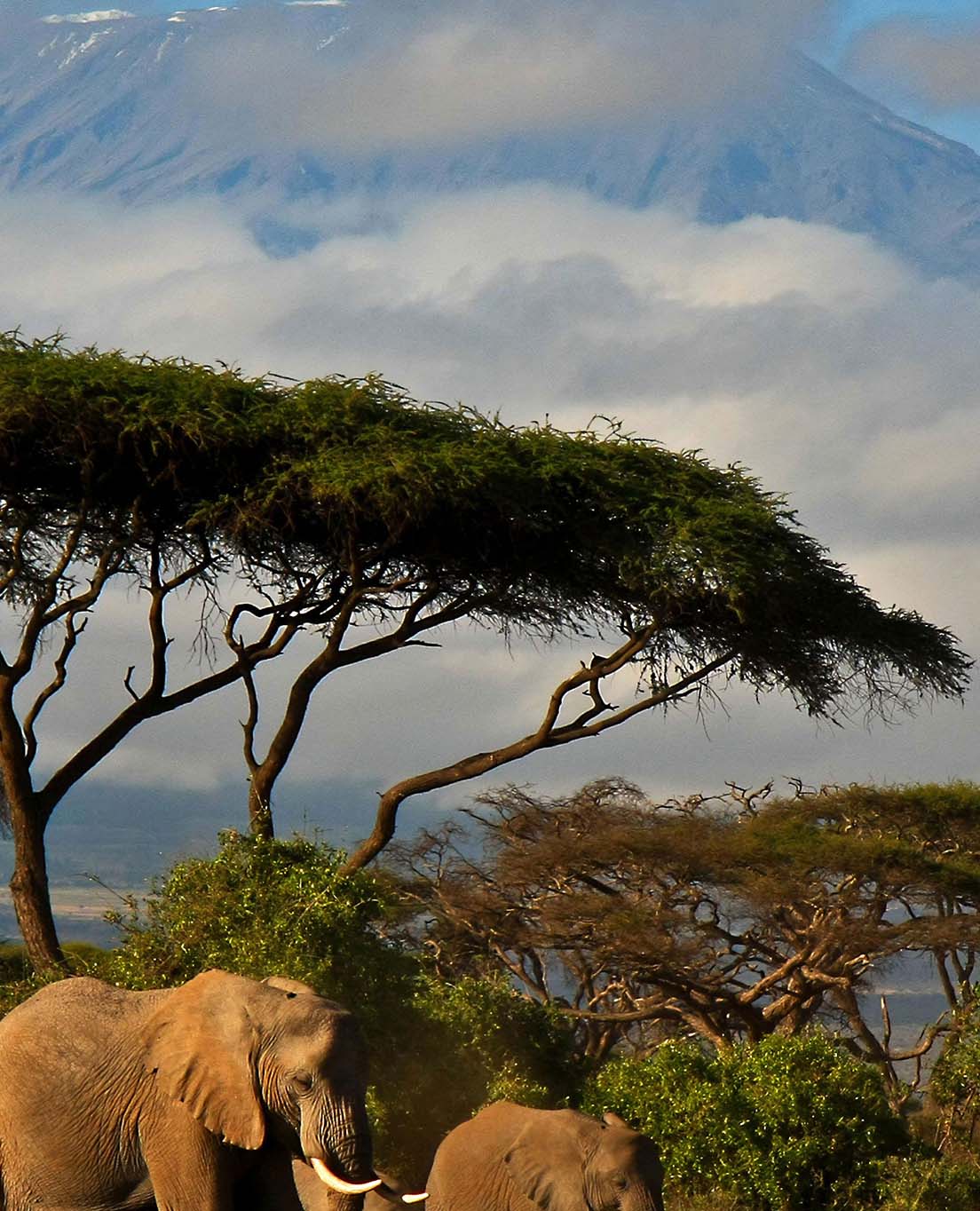 Kenya I En Glans